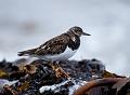 Steinvender - Ruddy turnstone (Arenaria interpres) ad winter